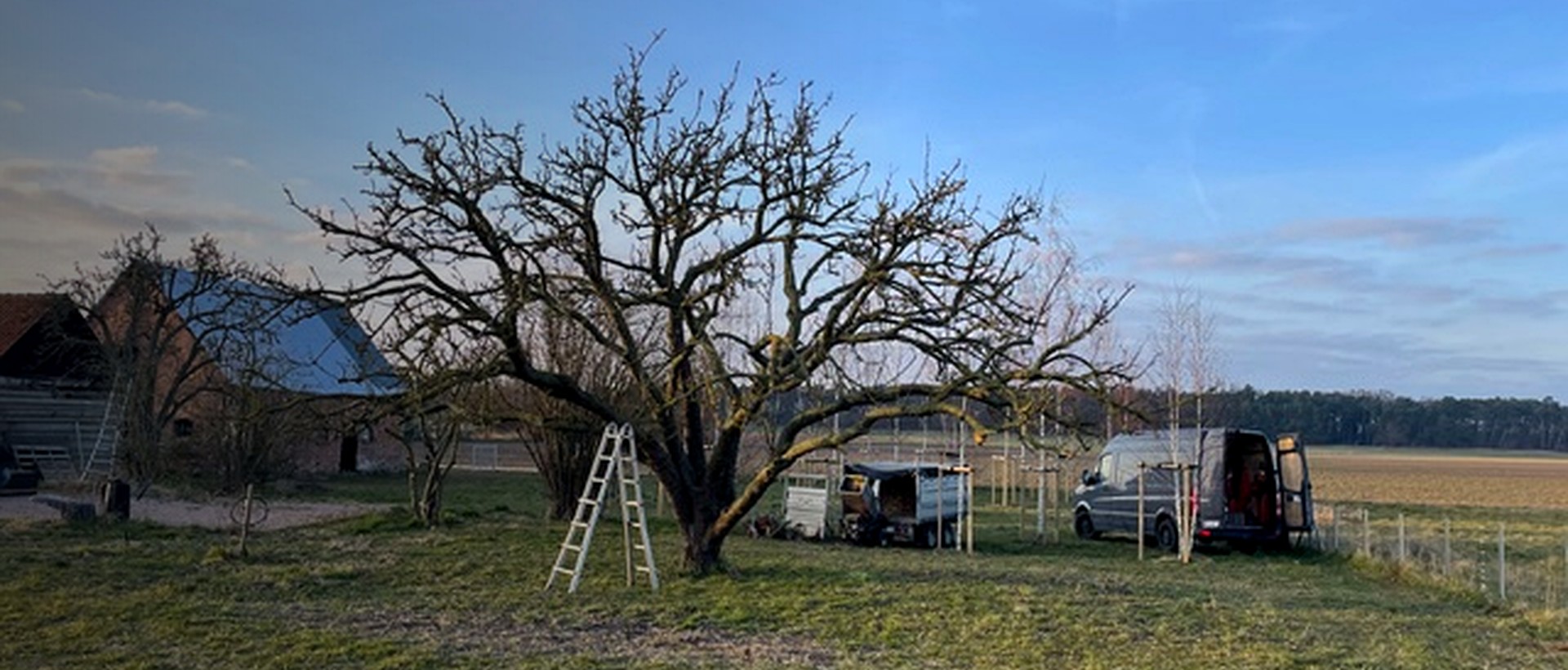 Obstbaumschnitt rostock